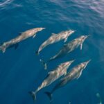 Whale Watching on "The World Famous North Shore of Oahu", Hawaii - Exploring the North Shore and Famous Surf Spots