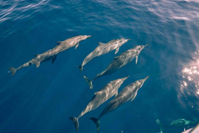 Whale Watching on "The World Famous North Shore of Oahu", Hawaii - Exploring the North Shore and Famous Surf Spots