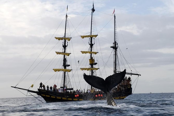 Whale-Watching Pirate Ship Cruise in Los Cabos - Meeting Point and Timings: Starting at 9:00am