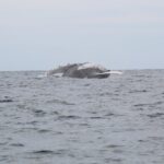 Whale Watching Shared Tour - Visiting the Iconic El Arco of Cabo San Lucas