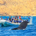 Whale Watching, The Famous Arch and Fast Boat Tour in Los Cabos - Fast Zodiac Boat Ride Through Iconic Waters