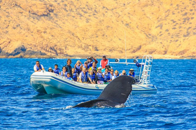 Whale Watching, The Famous Arch and Fast Boat Tour in Los Cabos - Fast Zodiac Boat Ride Through Iconic Waters