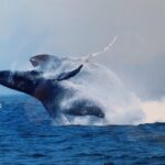 Whale Watching Tour - Comfortable and Well-Equipped Boats for Wildlife Viewing