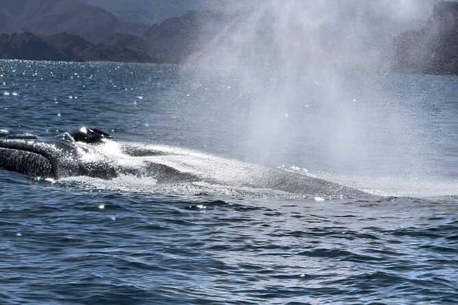 Whale Watching Tour - Departure Point and Booking Details in Loreto