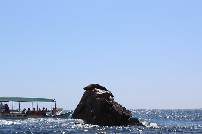 Whale Watching Tour in Glass Bottom Boat (VisitA Cabo) - What to Expect During the Whale Watching Tour