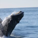 Whale Watching Tour in Los Cabos - A Short, Focused 2-Hour Tour for Optimal Whale Sightings