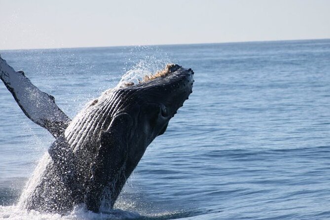 Whale Watching Tour in Los Cabos - A Short, Focused 2-Hour Tour for Optimal Whale Sightings