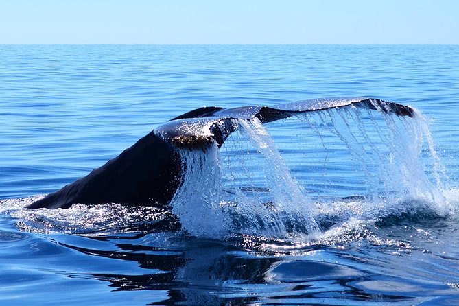 Whale Watching Tour -Incl FREE photos - Starting Point and Meeting Details in Cabo San Lucas
