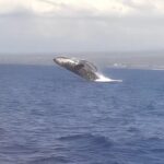 Whale Watching Tour on a Charming Hawaiian Catamaran From Maalaea - Expert Crew and Friendly Service