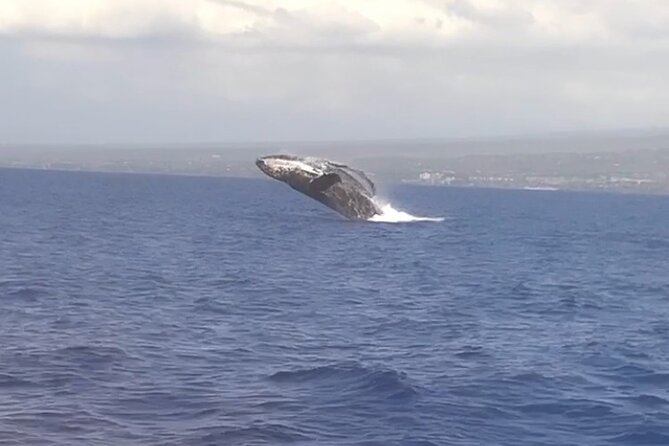 Whale Watching Tour on a Charming Hawaiian Catamaran From Maalaea - Expert Crew and Friendly Service