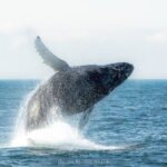 Whale Watching Trips to Stellwagen Bank Marine Sanctuary. Guaranteed sightings! - Booking and Cancellation Policy