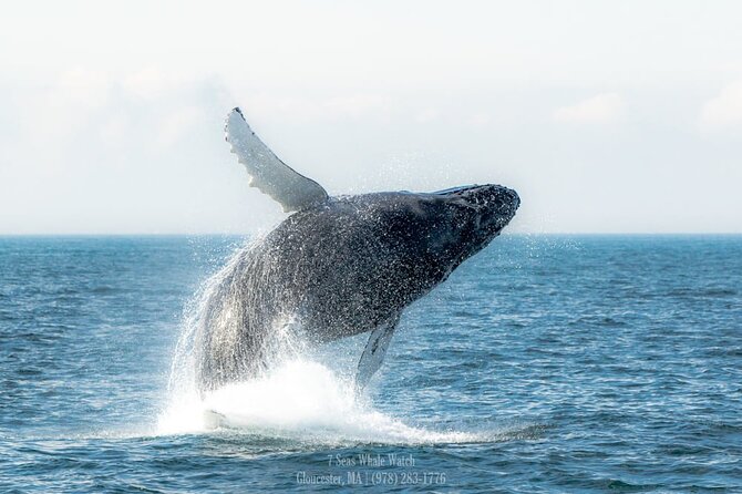 Whale Watching Trips to Stellwagen Bank Marine Sanctuary. Guaranteed sightings! - Booking and Cancellation Policy