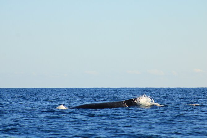 Whale Watching Warranty in San José del Cabo Snacks and drinks - Intimate Group Size Ensures Personal Service
