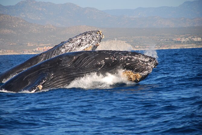 Whale Watching with Lunch and transportation included - Encountering Gray Whales and Their Calves in Cabo