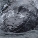 Whale Wonders Morning Expedition from Reykjavík - Onboard amenities and comfort features