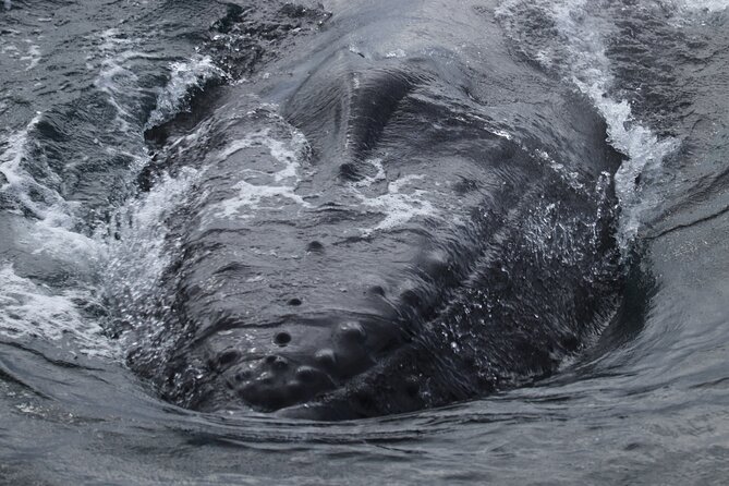 Whale Wonders Morning Expedition from Reykjavík - Onboard amenities and comfort features