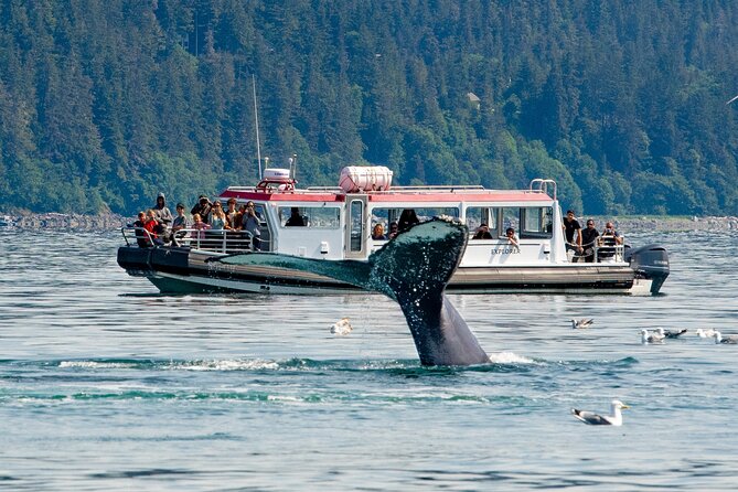 Whales and Wilderness Exploration - Guaranteed Whale Sightings on a Custom Safari Vessel