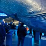 Whales of Iceland from Land and Sea - Highlights of the Whales of Iceland Exhibition