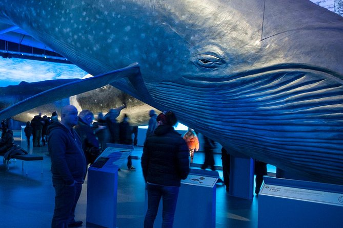 Whales of Iceland from Land and Sea - Highlights of the Whales of Iceland Exhibition