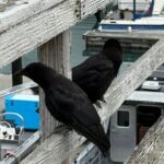 Whittier Drive and Coastal Alaska Full Day Adventure - Starting Point and Tour Duration