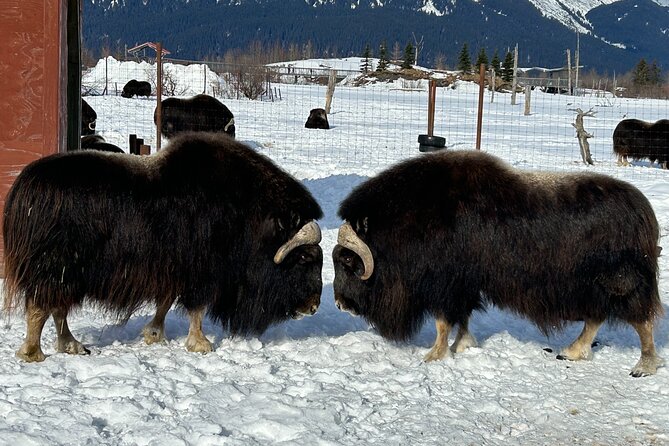 Whittier to Anchorage Half Day Transit Tour From the Port - Wildlife at the Alaska Wildlife Conservation Center