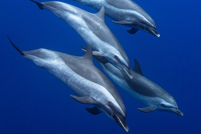 Wild Dolphin Watching and Snorkel Safari Off West Coast of Oahu - The Vessel and Onboard Experience