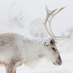 Wild Reindeers Safari + Lunch in Glass Igloo (private service) - Discovering Rovaniemi’s Reindeer in Their Natural Habitat