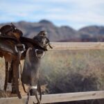 Wild West Sunset Horseback Ride with Dinner from Las Vegas - Meeting the horses and safety briefing