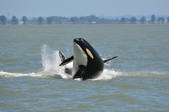 Wild Whale Watching Experience - Open Air Vessel - The Route Out to the Strait of Georgia