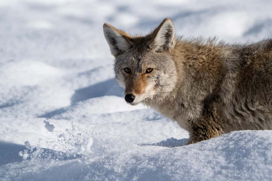 Wild Yellowstone Half-Day | Photography Tour in Yellowstone - Prime Wildlife Locations in Yellowstone’s Northern Region