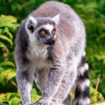 Wilder Institute/Calgary Zoo: Entry Ticket - The Calgary Zoo’s Seven Themed Zones and What They Offer