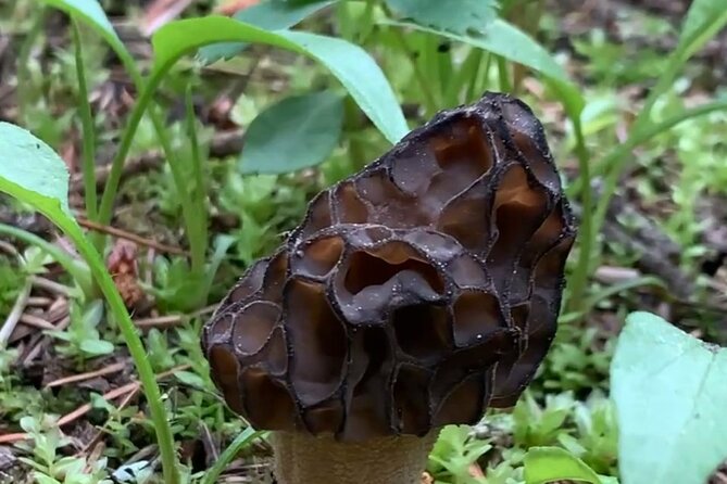 Wildfire Peak Nic - Exploring the Severely Impacted Fire Site