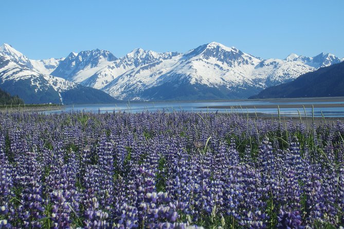 Wildlife and Glaciers with a walk in the Rainforest - Scenic Drive Along Turnagain Arm with Wildlife Viewing Opportunities