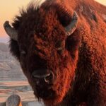 Wildlife Biologists Field Expedition: The Badlands Uncovered - The Private Tour Experience from Rapid City