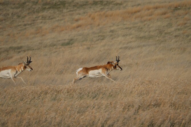 Wildlife Biologists Guide to the Black Hills: Private Tour - The Black Hills: A Personal Exploration Led by a Wildlife Expert