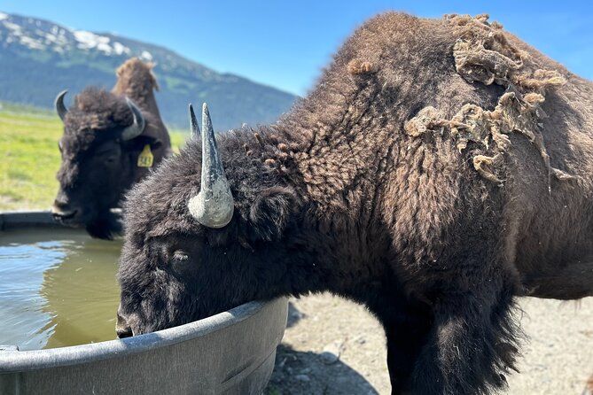 Wildlife Conservation Center & Portage Valley Glaciers - Visiting the Alaska Wildlife Conservation Center
