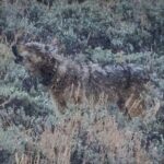 Wildlife Hiking Adventure in Yellowstone with Lunch - The Benefits of a Naturalist-Led Yellowstone Hike