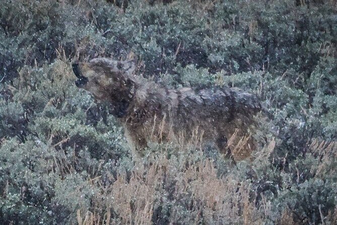 Wildlife Hiking Adventure in Yellowstone with Lunch - The Benefits of a Naturalist-Led Yellowstone Hike