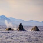 Wildlife Photography Workshop: Sitka Boat Tour (3 hours) - Learning to See Light, Movement, and Connection
