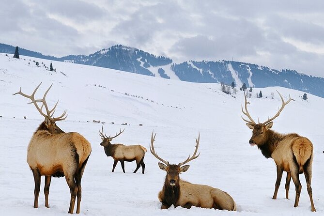 Wildlife Safari with Snowshoe & Winter Camp Dinner Experience - Starting Point and Tour Schedule at Jackson Home Ranch