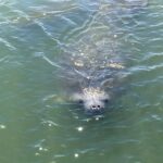 Wildlife Tour of Indian River Lagoon with Experienced Captain - The Starting Point and Logistics of the Tour