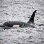 Wildlife Viewing and Whale Watching Quest - Navigating the Bays and Islands of Alaska