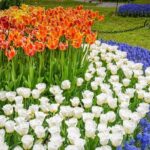 Windmill Island 1 Day Tour from Chicago | Kids 50% Off - Windmill Island Gardens and the Authentic De Zwaan Windmill