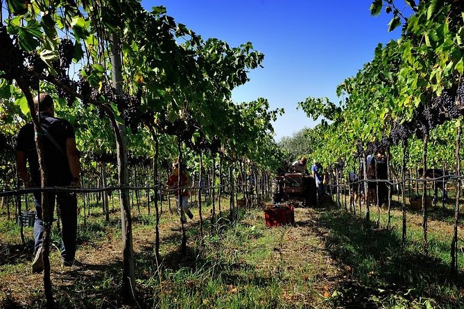 Wine and food tasting - Tasting of Organic Calabrian Wines and Local Delights