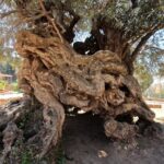 Wine, Dine & Divine: A Cretan Odyssey in Chania. - The Ancient Olive Tree of Vouves: A Living Monument