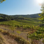 Wine Hiking Sip & Trek - Sampling Wine at the Historic Castle