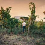 Wine Tasting and Winery Tour in Vesuvio National Park with Lunch - Visiting the Lava-Extracted Wine Cellar and Vinification Process