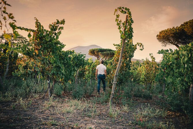 Wine Tasting and Winery Tour in Vesuvio National Park with Lunch - Visiting the Lava-Extracted Wine Cellar and Vinification Process