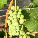 Wine Tasting experience in San Miguel de Allende - Starting Point and Convenience of Pickup