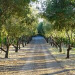 Wine Tasting in Frascati from Rome - Wine Tasting Paired with Local Snacks